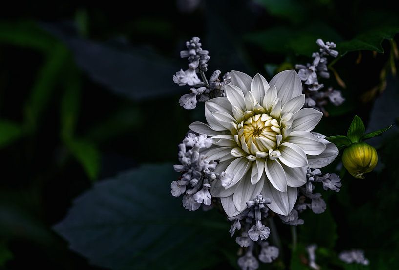 Dahlia flower, Ronny Olsson by 1x