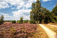 Heide Vrijdijk