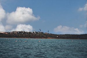 Curacao - Flamingo-Salzpfannen von Rowenda Hulsebos