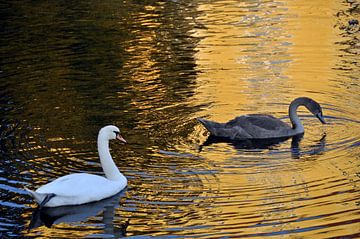 Schwäne 1 von Miroslav Ptacek