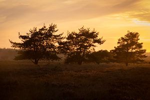 Gouden uur op de hei op Veluwe