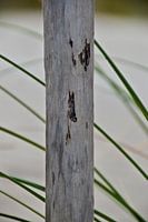 Detail van wind hek op Maasvlakte strand