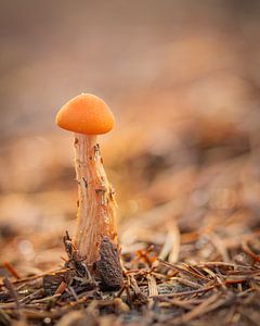 Ontwakende herfst