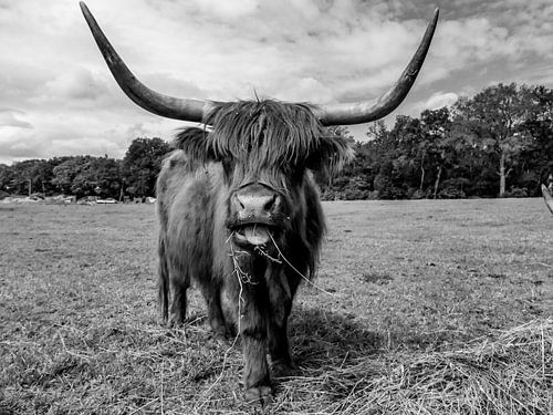 Holy cow, Scottish highlander
