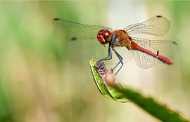 A blood-red dragonfly, captured in a moment of pure tranquillity in the diffused light. The fiery red of her body contrasts beautifully with the soft, dreamlike background. Everything in this photograph exudes the stillness and beauty of nature. by Hauwert Photography