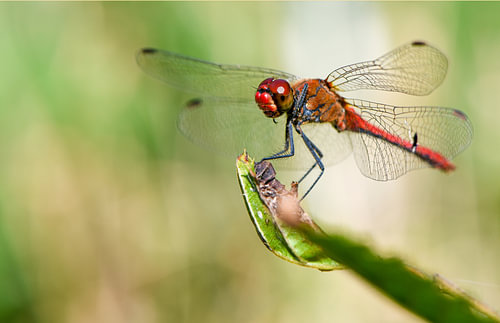 Bloedrode heidelibel in een moment van pure rust gevangen in het difuse licht. Het vurige rood van haar lichaam contrasteert prachtig met de zachte dromerige achtergrond. Alles in deze foto ademt stilte en schoonheid van de natuur.