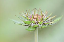 Autumn dew dream by Mariette van Eijk