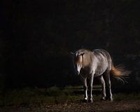 Wit paard in donkere achtergrond