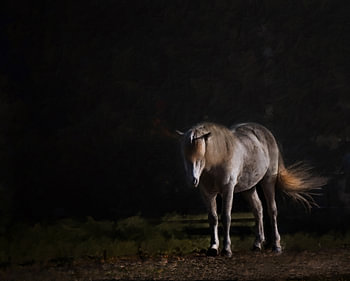 Cheval blanc sur fond sombre