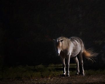 Weißes Pferd im dunklen Hintergrund von Hille Bouma
