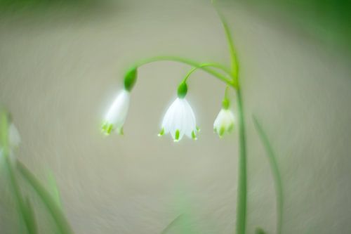 Zomerklokjes van Wendy van Kuler Fotografie