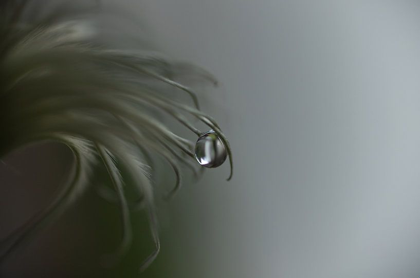 Perfect drop by Inge Groters