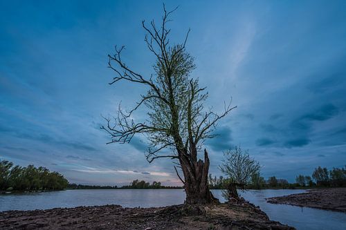 Eenzame krachtige boom aan het water