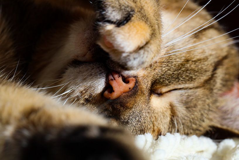 Tabby cat enjoying the sun by Marieke Funke