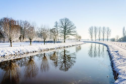 Kale bomen gereflecteerd in de rivier