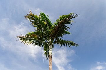 Royal Palm // Florida // Koninklijk