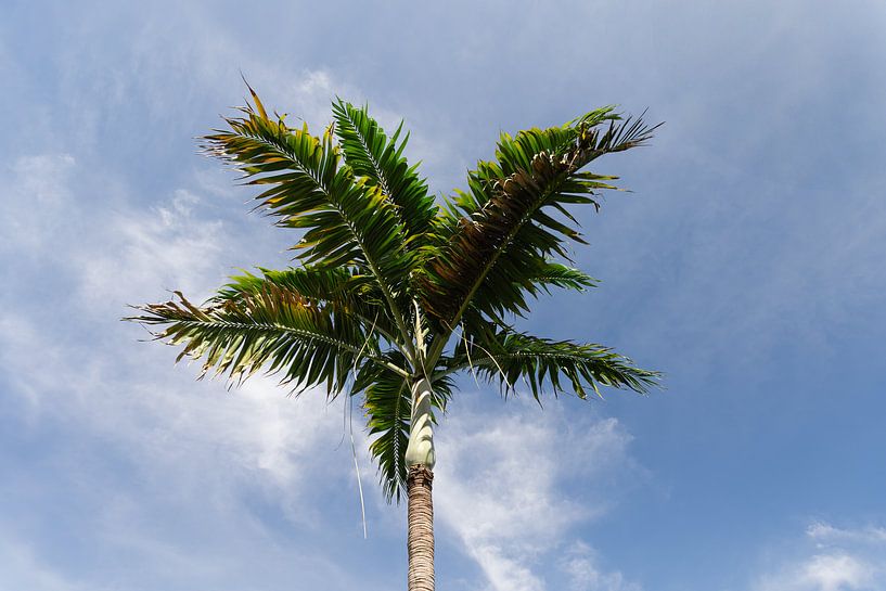 Royal Palm // Floride // Royal par Rita Kuenen