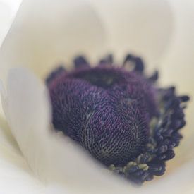 White Anemone by Karin Tebes