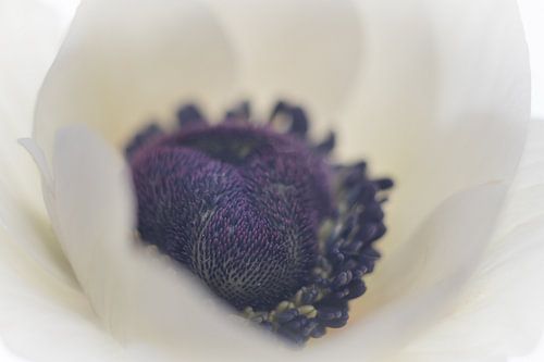 White Anemone