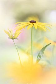 Gelbe Schönheit von Bob Daalder