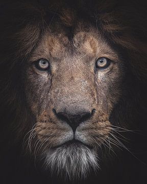 Portret van een Leeuw die je recht aankijkt in matte bewerking van Barbara Kempeneers