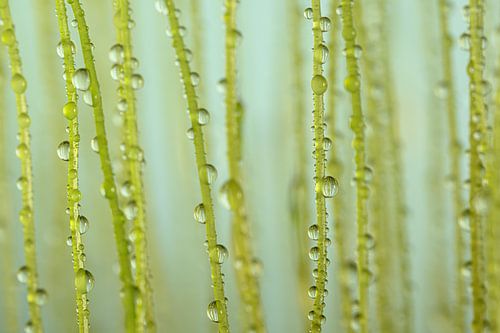 Sprietjes met druppeltjes