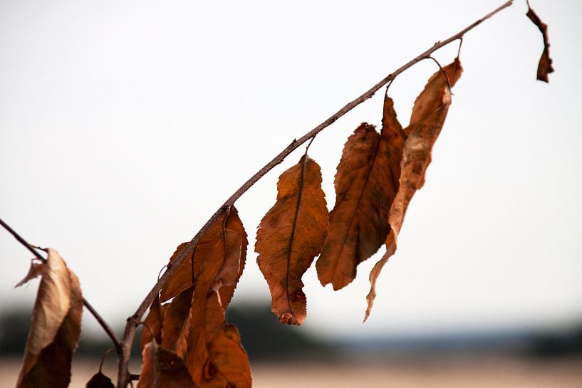 withered leaves von Nienke Stegeman