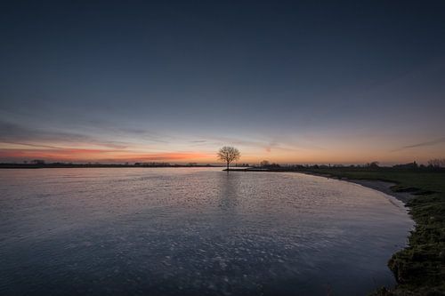 Boom bij rivier de Lek