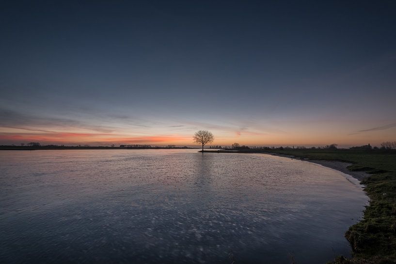 Tree near river Lek by Moetwil en van Dijk - Fotografie