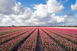 Landscape with pink tulips by Maurice de vries