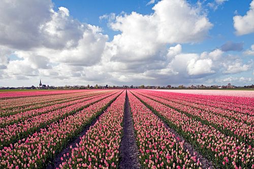 Landschap met roze tulpen 