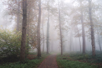Wald im Nebel