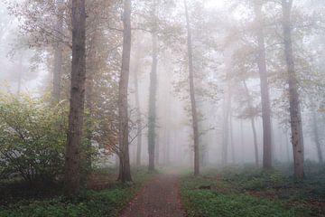 Bos in de mist van Isa V