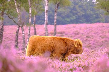 Schotse Hooglander in een bloeiend heideveld tijdens de zomer