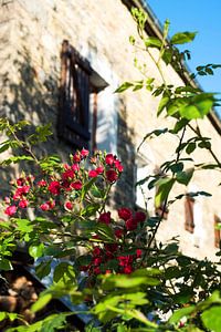 Rosier français avec pignon