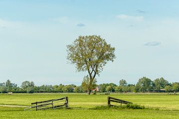 Prairie avec clôture et arbre isolé