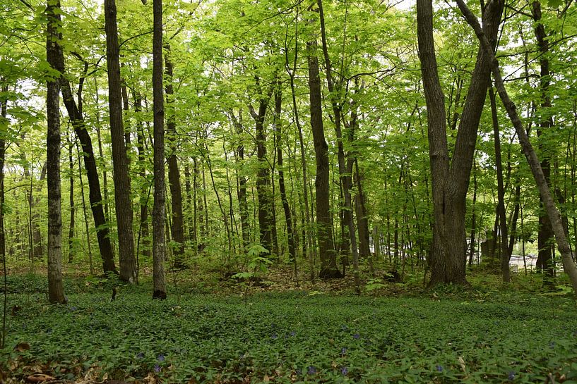 Ein Laubwald im Sommer von Claude Laprise