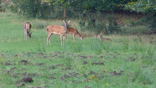 Herten, Zwijnen