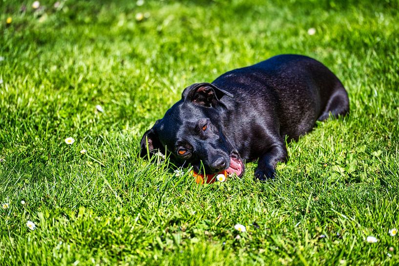 Chien mignon jouant avec sa balle par Andreas Völkel