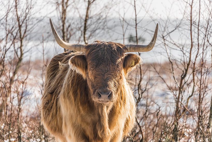 Scottish Highlander in the snow by Ans Bastiaanssen
