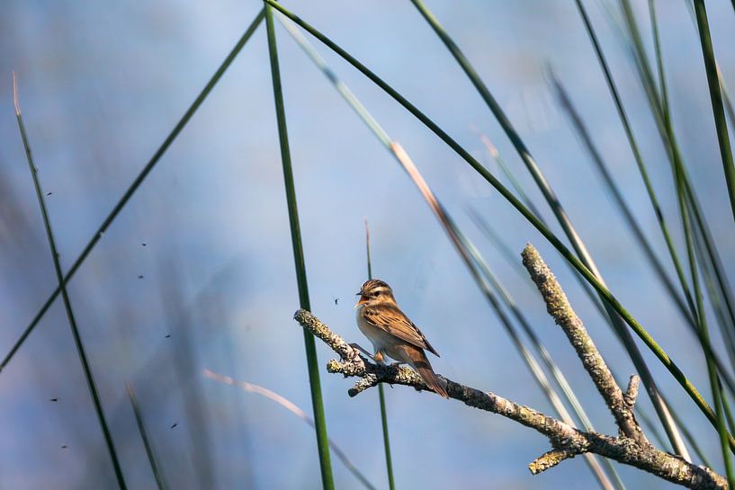 Reed warbler on the hunt by Erwin van Eekhout
