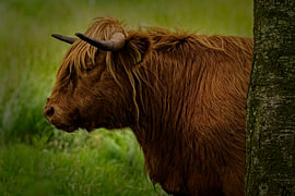 Schotse Hooglander achter boom van Theo Felten