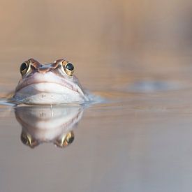 Grenouille sur Johannes Klapwijk