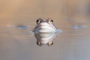 Frog by Johannes Klapwijk