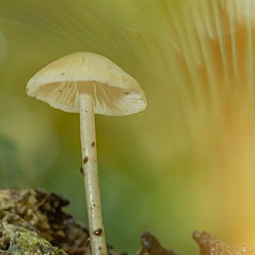 Haal de rustige herfstsfeer in huis met deze paddenstoelen van Ad Huijben