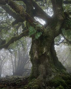 Arbre magique