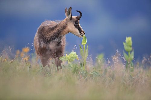Gemzen (Rupicapra rupicapra) Vogezen, Frankrijk