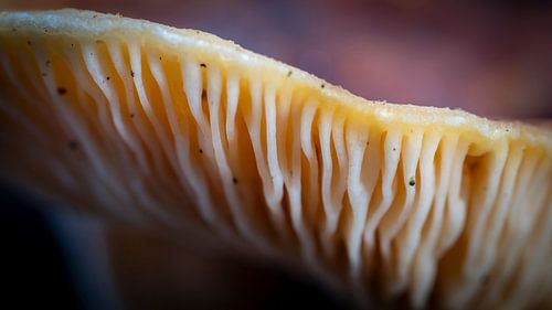 Groeven paddestoel macro