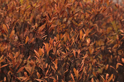 Natürliche Schönheit, Herbstfarben
