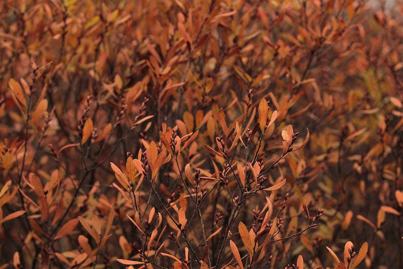 Natuurlijke schoonheid, Herfstkleuren van Laura Reedijk